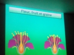 diaporama fleur graine.jpg